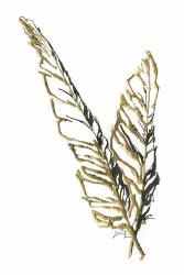 Gilded Raven Feather | Obraz na stenu