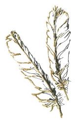 Gilded Red Tailed Hawk Feather | Obraz na stenu