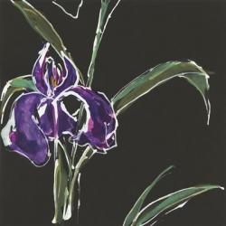 Iris on Black II | Obraz na stenu