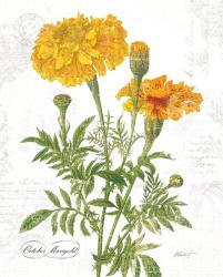 October Marigold on White | Obraz na stenu