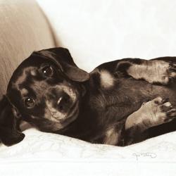 Dachshund Diva Crop | Obraz na stenu