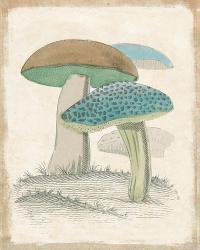 Funghi Italiani Mushrooms | Obraz na stenu