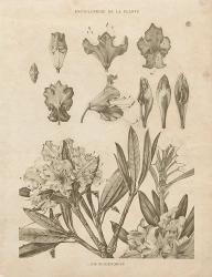 Rhododendrons Vintage | Obraz na stenu