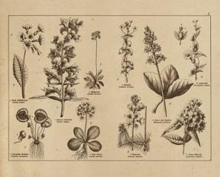 Botanical Floral Chart I Vintage | Obraz na stenu