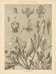Rhododendrons | Obraz na stenu