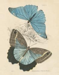 Assortment Butterflies I | Obraz na stenu