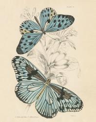 Assortment Butterflies II | Obraz na stenu