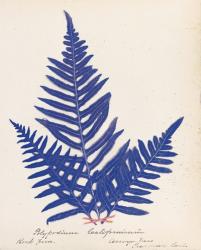 Botanical Fern XI Blue | Obraz na stenu