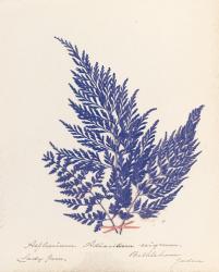 Botanical Fern XVIII Blue | Obraz na stenu