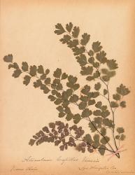 Botanical Fern III | Obraz na stenu