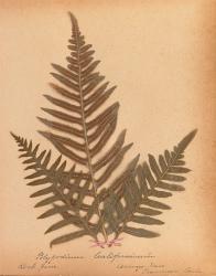 Botanical Fern XI | Obraz na stenu