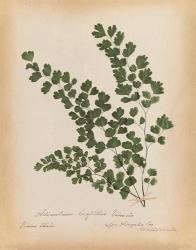 Botanical Fern III Mossy Green | Obraz na stenu