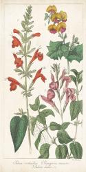 Salvia Florals I | Obraz na stenu