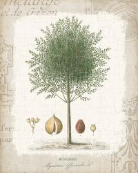 Garden Trees I - Nutmeg Tree | Obraz na stenu