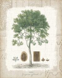 Garden Trees I - Tropical Gayc Tree | Obraz na stenu