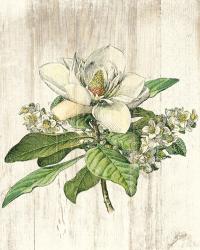 Magnolia de Printemps no Words | Obraz na stenu