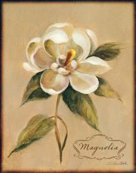 December Magnolia Vintage | Obraz na stenu