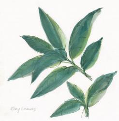 Bay Leaf | Obraz na stenu