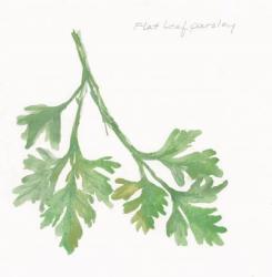 Flat Leaf Parsley | Obraz na stenu
