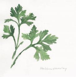 Italian Parsley II | Obraz na stenu