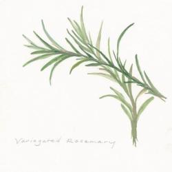 Variegated Rosemary II | Obraz na stenu