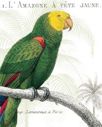 Parrot Botanique I | Obraz na stenu