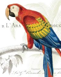 Parrot Botanique II | Obraz na stenu