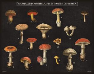 Mushroom Chart I | Obraz na stenu