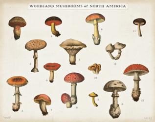 Mushroom Chart I light | Obraz na stenu