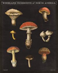 Mushroom Chart II | Obraz na stenu