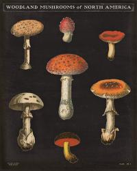 Mushroom Chart III | Obraz na stenu