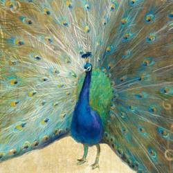 Blue Peacock Cream | Obraz na stenu