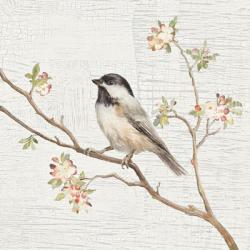 Black Capped Chickadee Vintage | Obraz na stenu