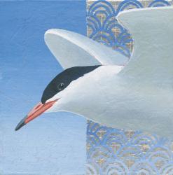 Common Tern II | Obraz na stenu