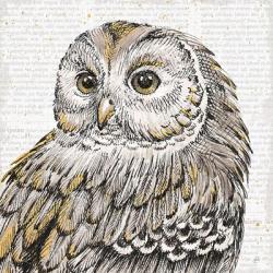 Beautiful Owls I | Obraz na stenu
