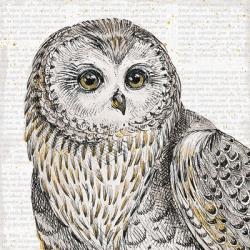 Beautiful Owls II | Obraz na stenu