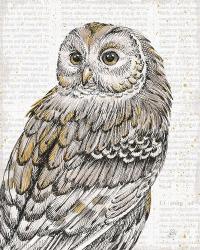 Beautiful Owls III | Obraz na stenu
