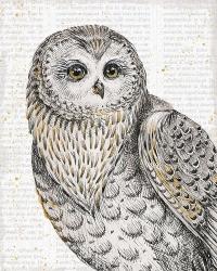 Beautiful Owls IV | Obraz na stenu