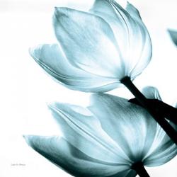 Translucent Tulips II Sq Aqua | Obraz na stenu