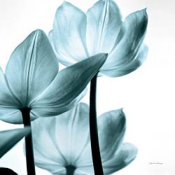 Translucent Tulips III Sq Aqua | Obraz na stenu