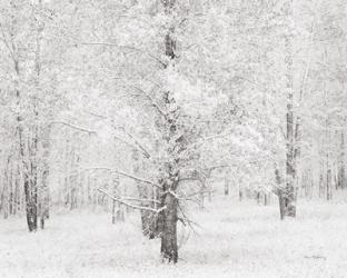 Snow Covered Cottonwood Trees | Obraz na stenu