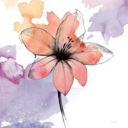 Watercolor Graphite Flower II | Obraz na stenu