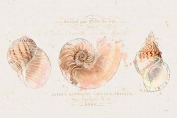 Shell Collector I | Obraz na stenu