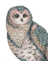 Beautiful Owls IV Pastel | Obraz na stenu
