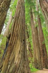 Redwoods Forest III | Obraz na stenu