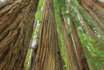 Redwoods Forest IV | Obraz na stenu