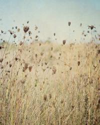 Falling Queen Annes Lace II Crop | Obraz na stenu