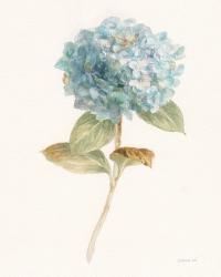 Garden Hydrangea | Obraz na stenu