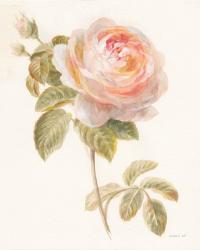 Garden Rose | Obraz na stenu