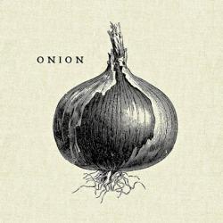 Linen Vegetable BW Sketch Onion | Obraz na stenu